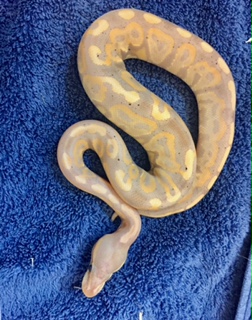 banana clutch