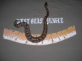 My Ball Python Anakiya