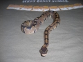 My Ball Python Anakiya