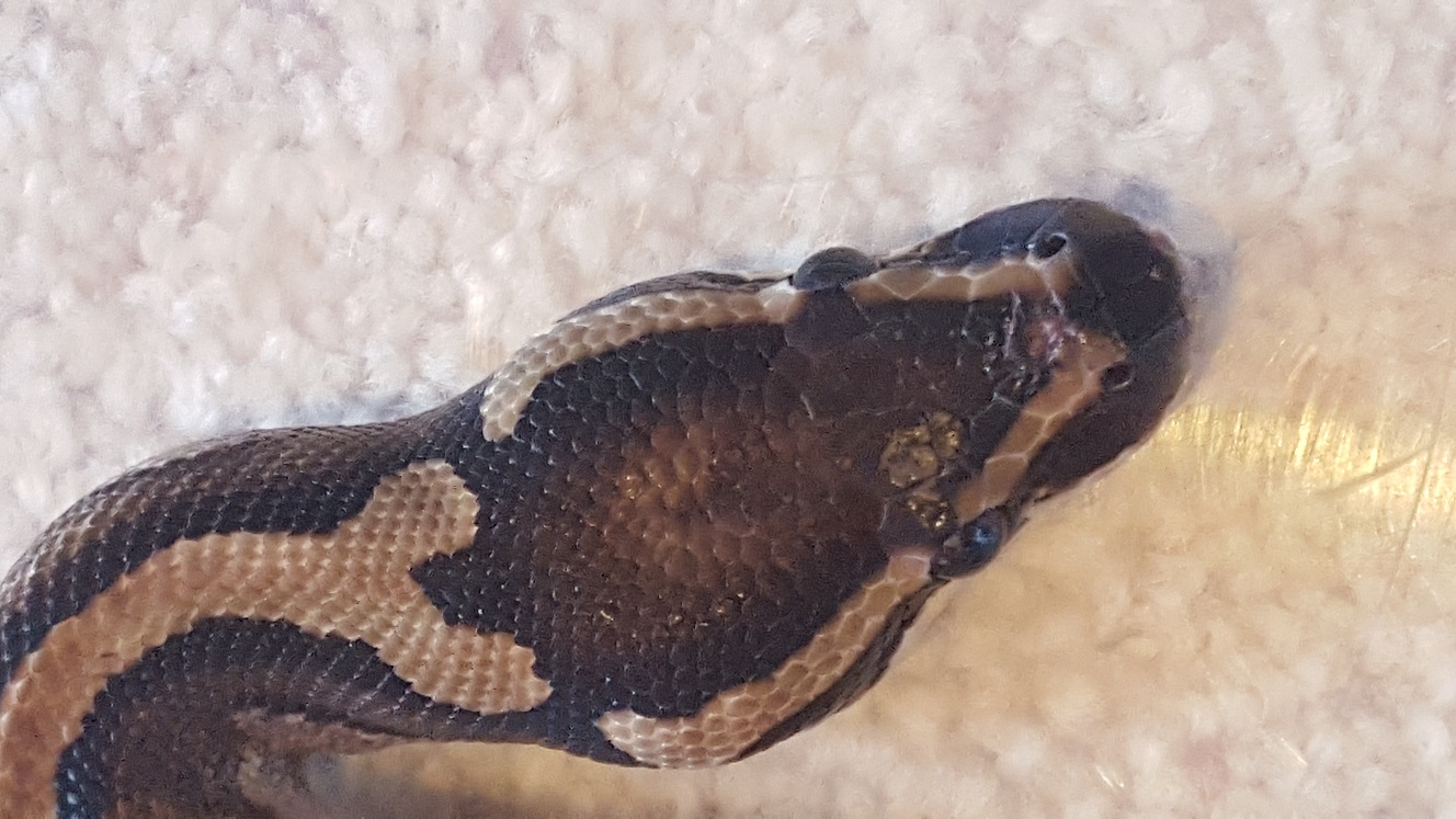 BP strange mark
