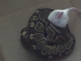 fred2
