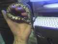 My first baby ball python