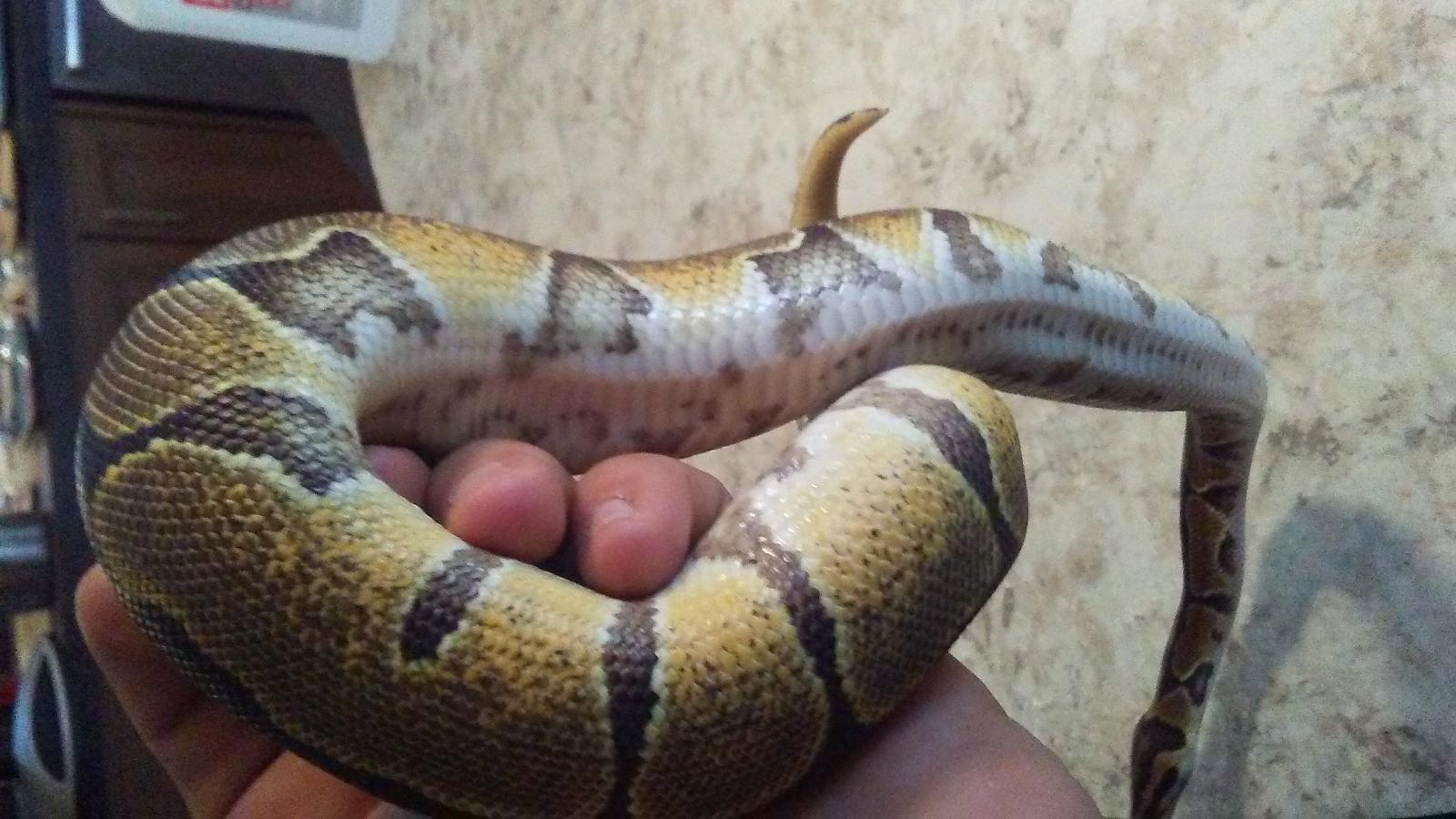 enchi