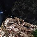 Ghost Corn Snake