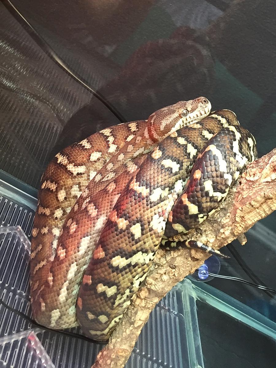 Bredli Python