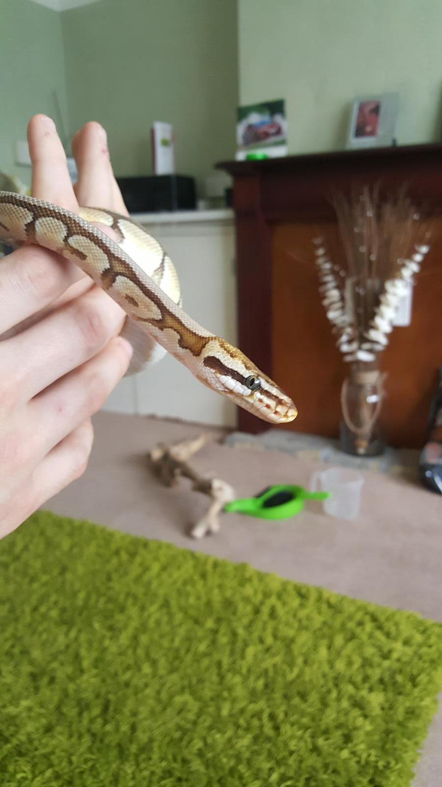 Snakes