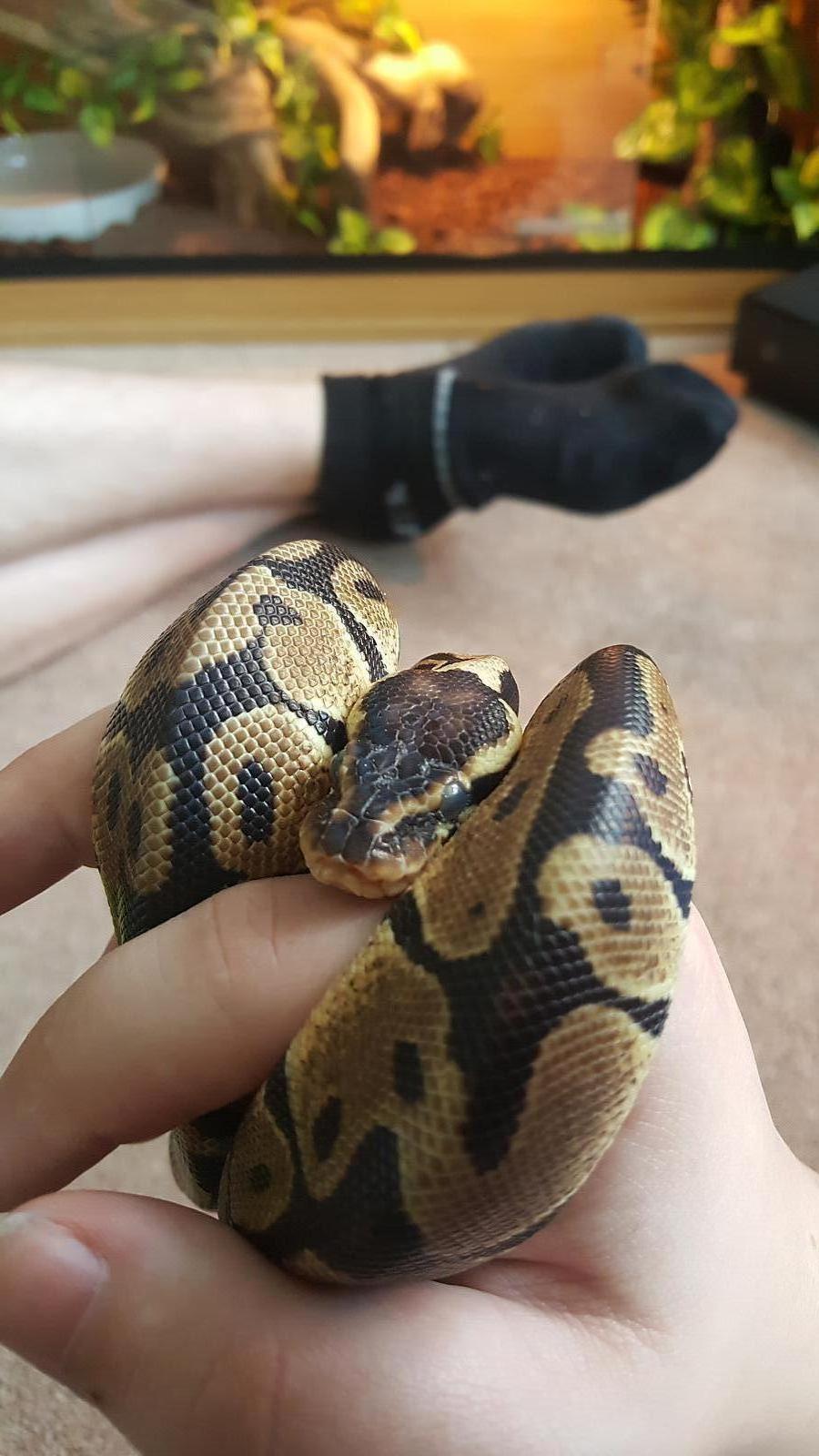 Snakes