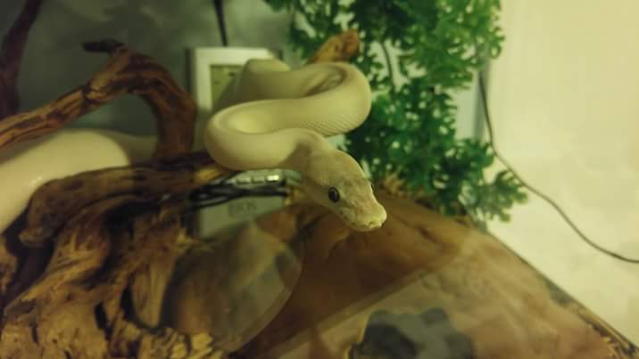 Willow, the BEL