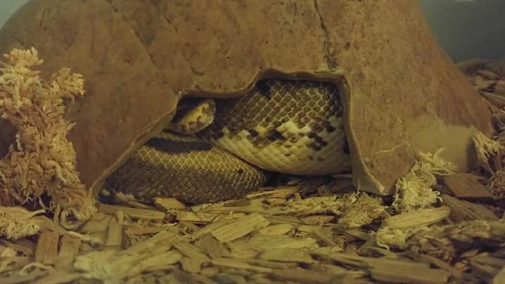Yzma, the Spider Ball Python
