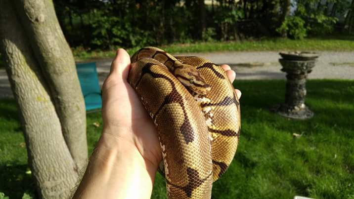 Yzma, the Spider Ball Python