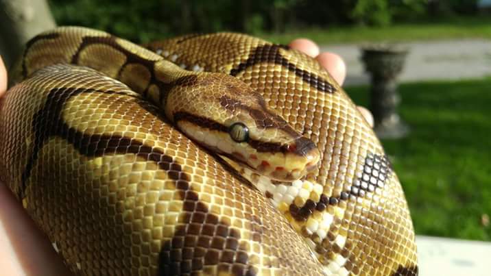 Yzma, the Spider Ball Python