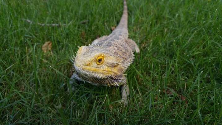 Ripley, the Bearded Dragon