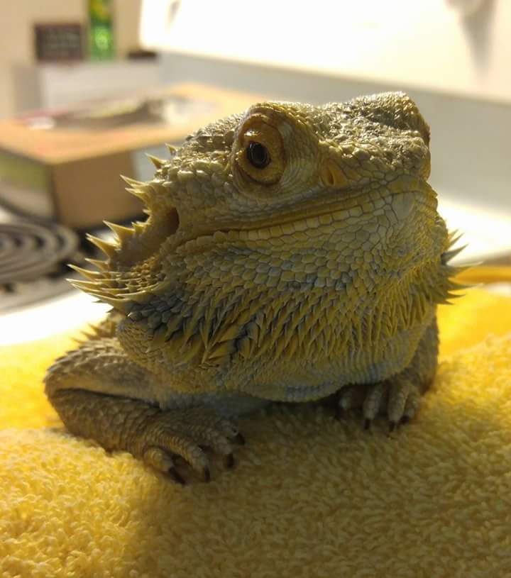 Ripley, the Bearded Dragon
