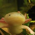 Stelly, the Leucistic Axolotl