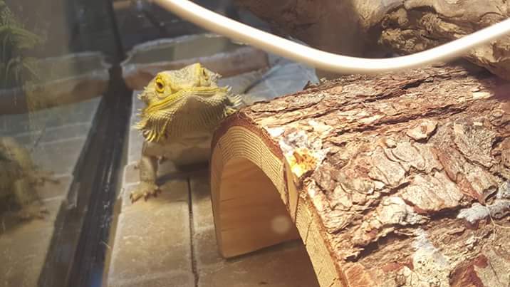 Ripley, the Bearded Dragon