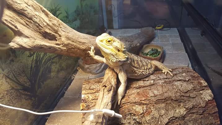 Ripley, the Bearded Dragon