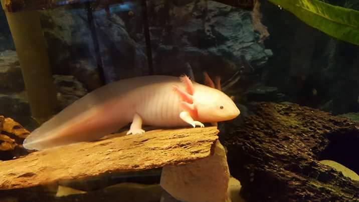 Stelly, the Leucistic Axolotl