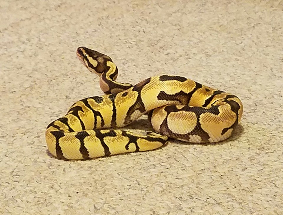 Carpet Monster