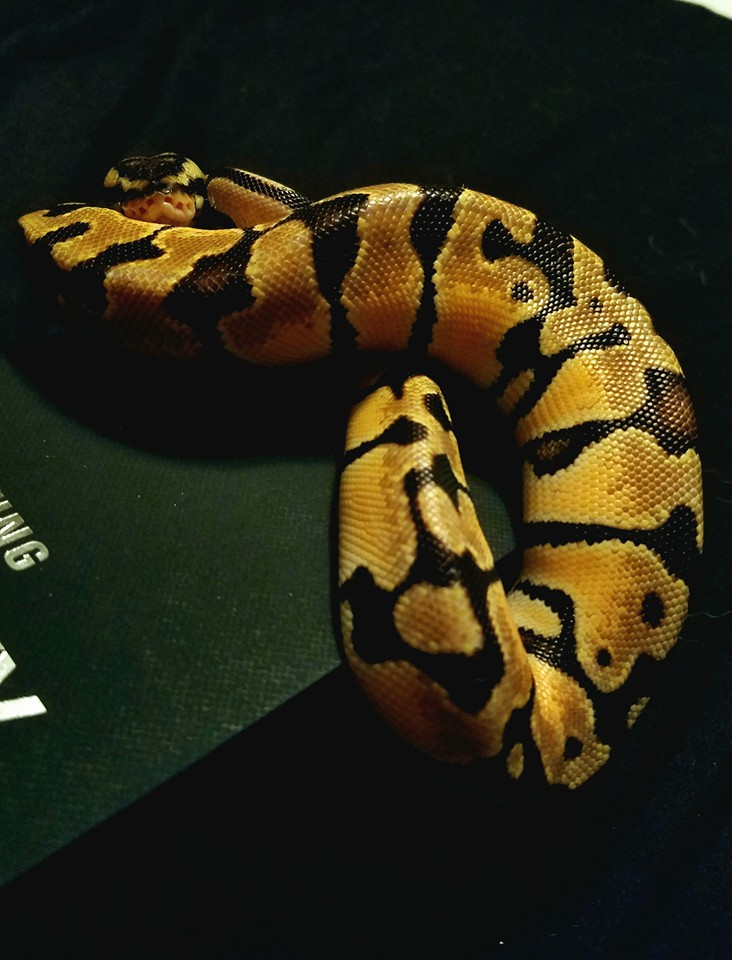 Blackdrop