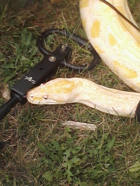 snake collar