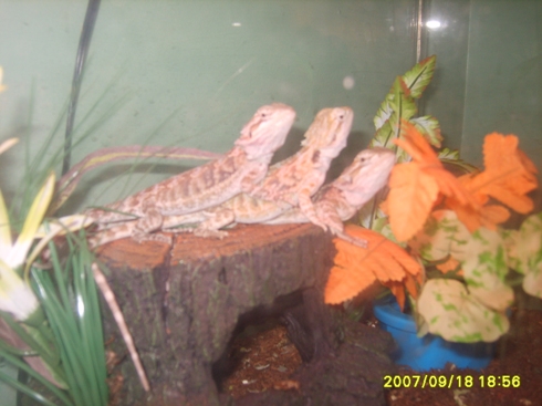 Baby German Giants