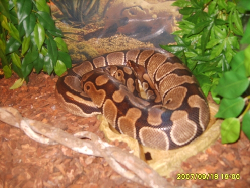 My Son's Big Girl (Normal Female)