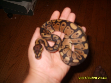 2007 Het Pied Female 2