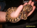 2007 Het Pied Male