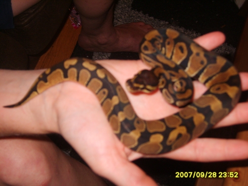 2007 Het Pied Female 1