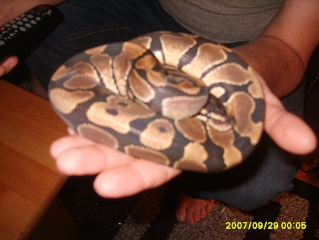 2007 Normal Female 2