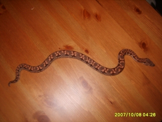 My baby Dumeril