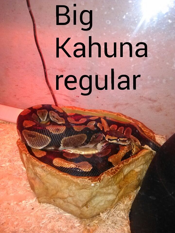 Regular 
