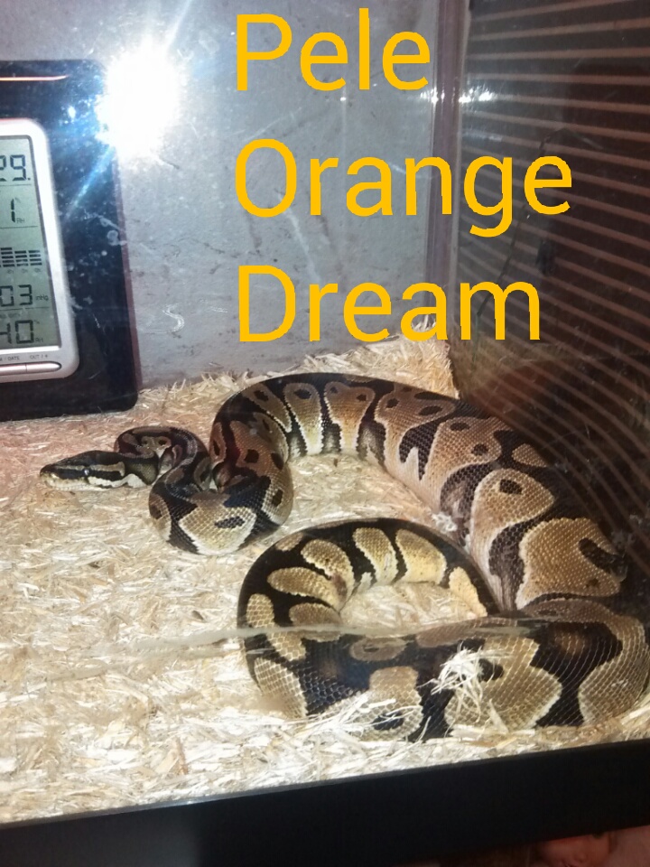 Orange Dream