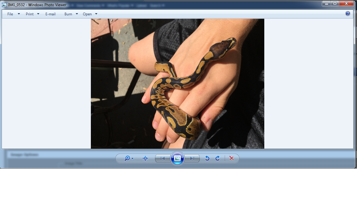 First Ball Python