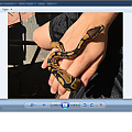 First Ball Python