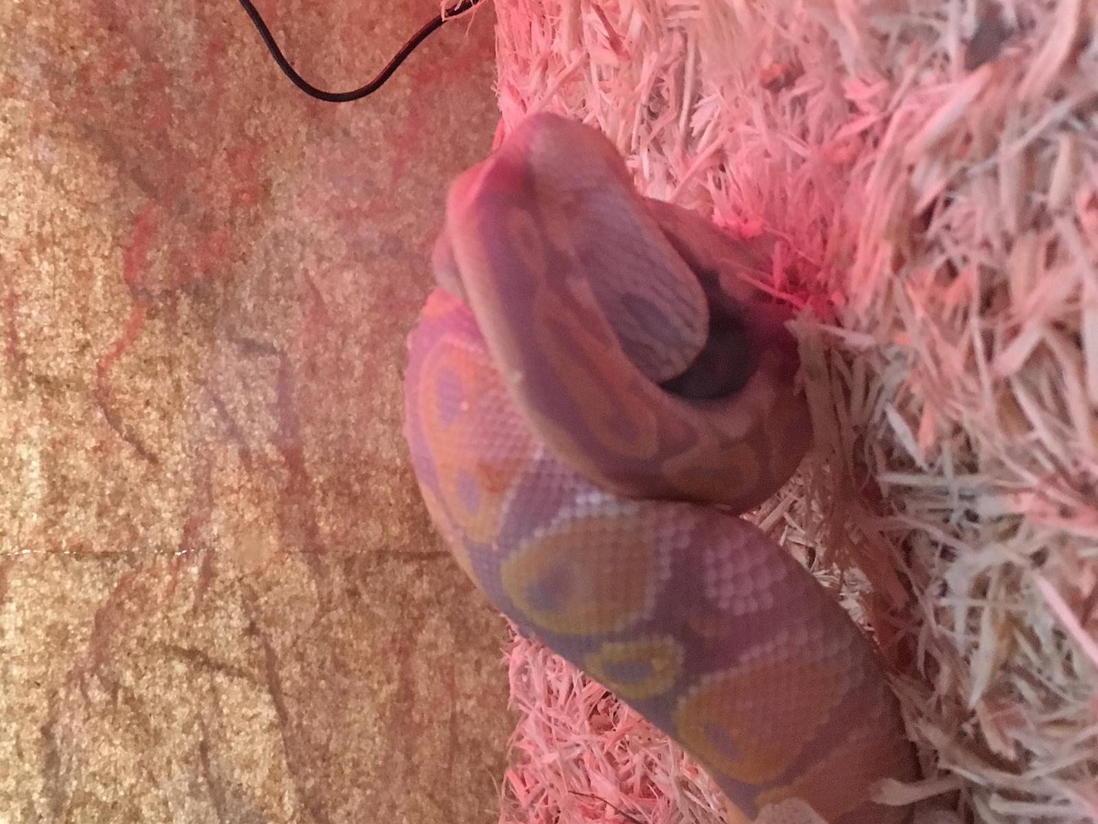 Coral glow 66% het pied