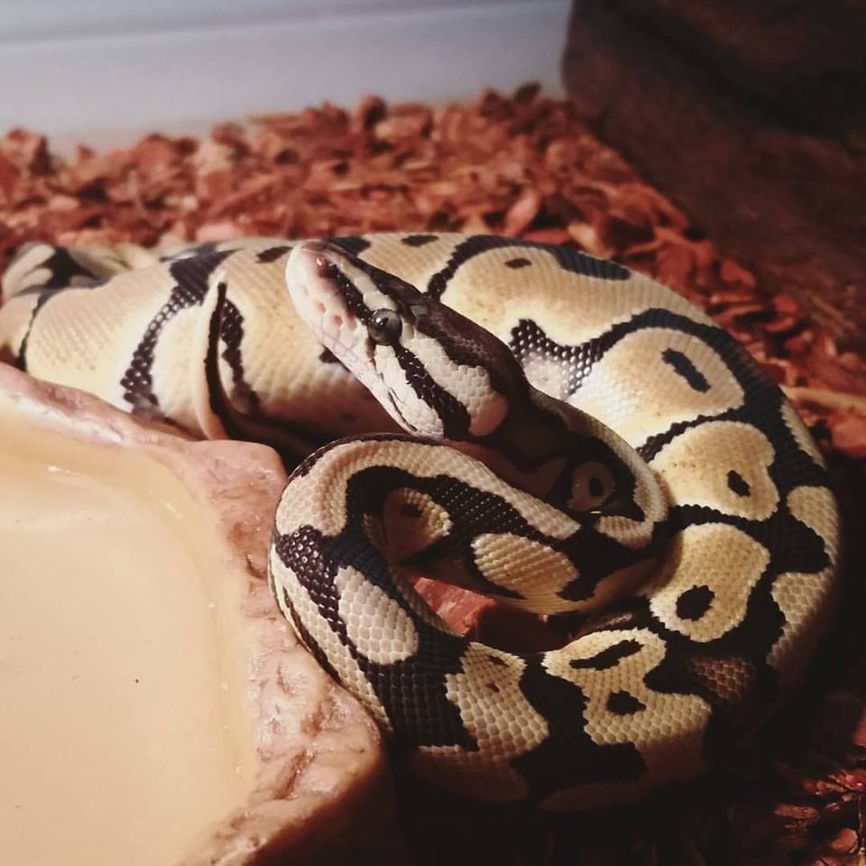 Noodle