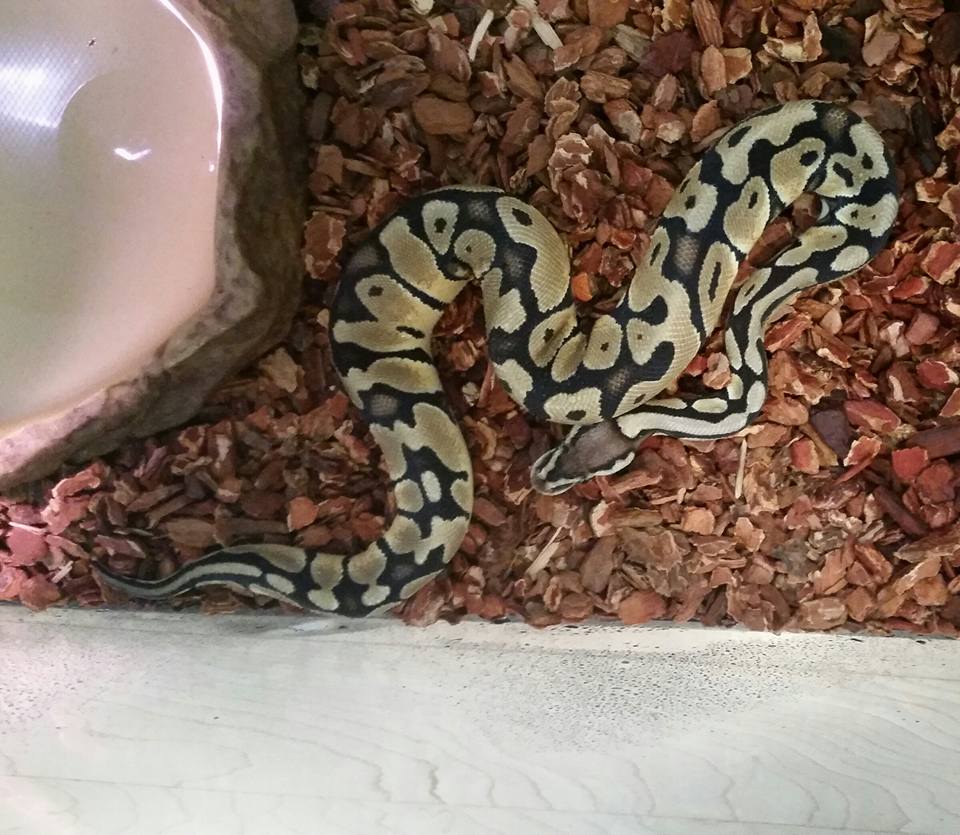 Noodle