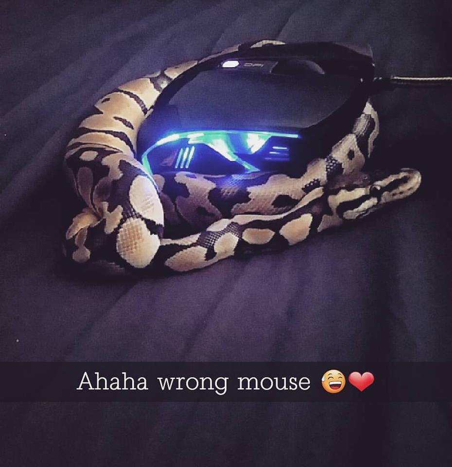 Noodle