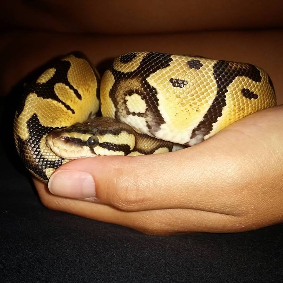Noodle