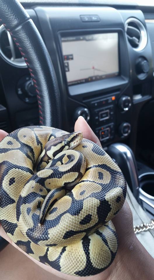 Noodle