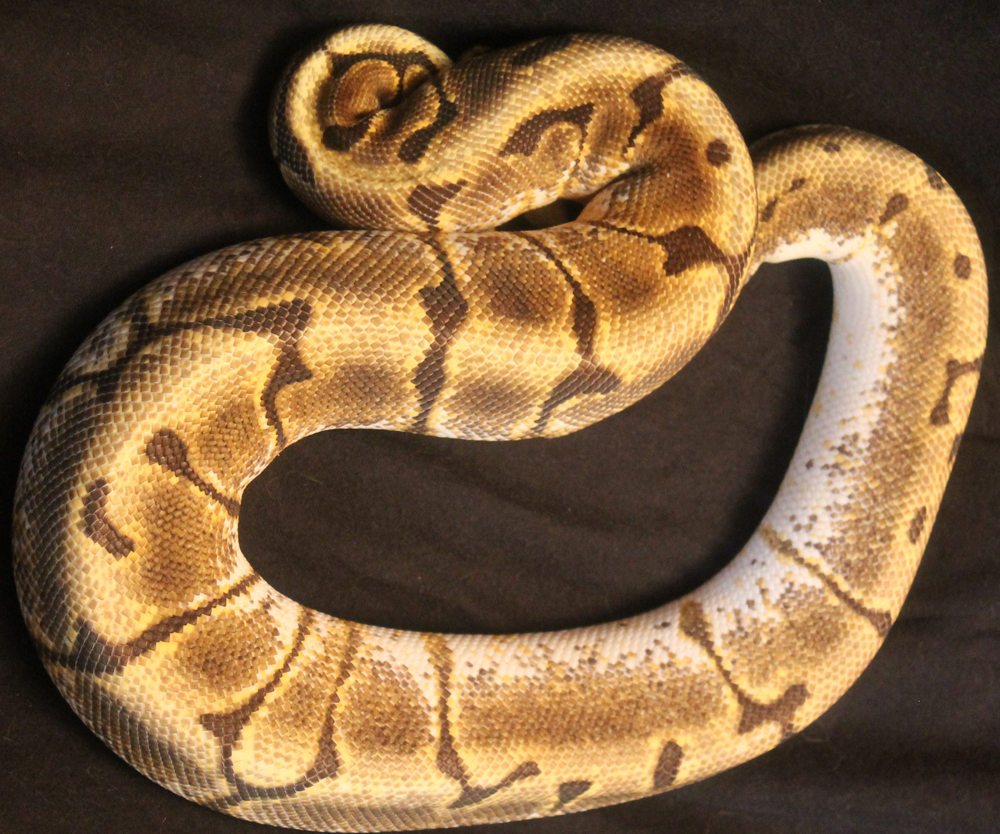 0.1 2013 Enchi Spider pos YB 2