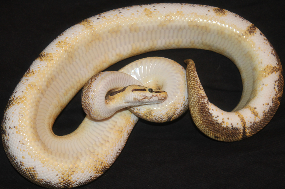 0.1 2013 Enchi Spider pos YB