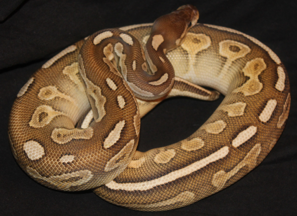 0.1 2014 Cinnamon Lesser