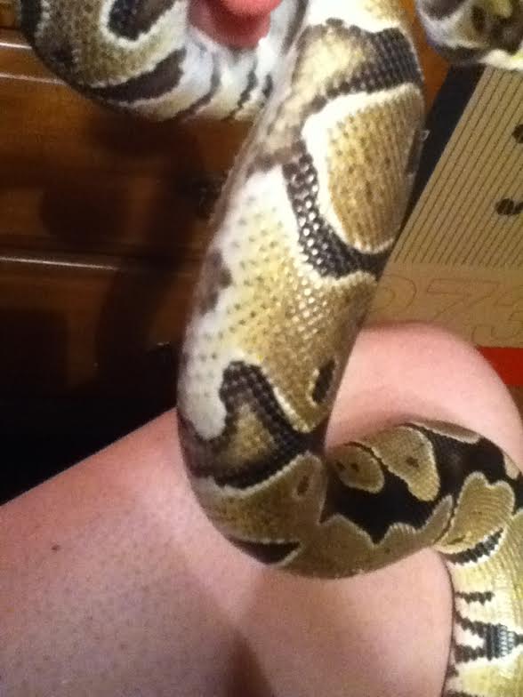 What morph is this