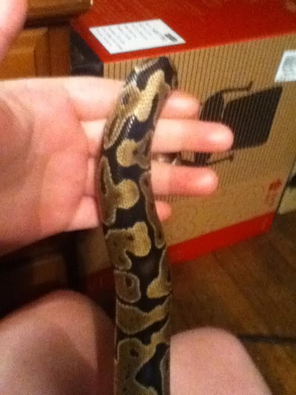 What morph is this