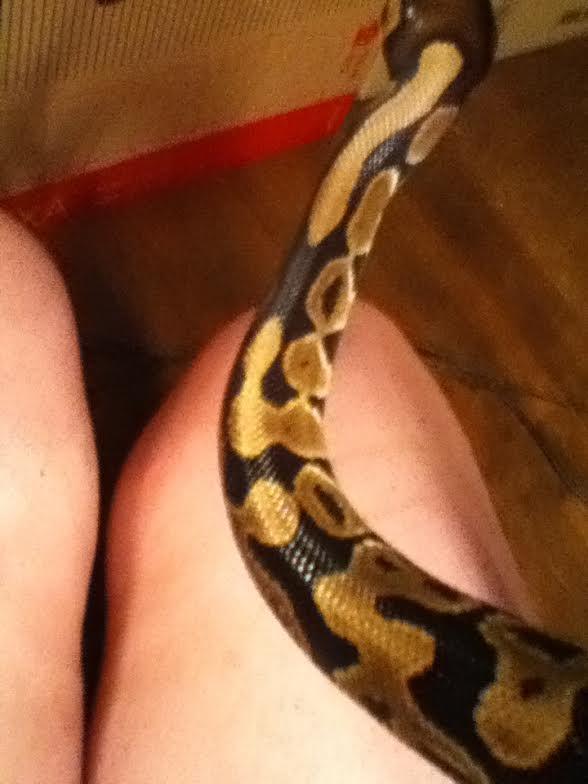 What morph is this