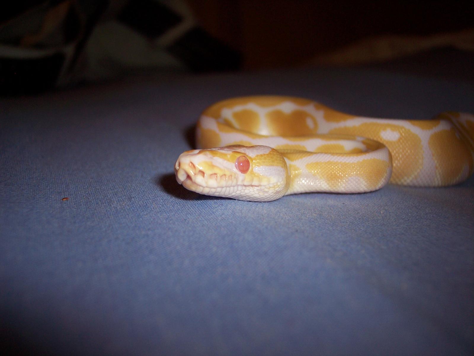 Albino Ball Python