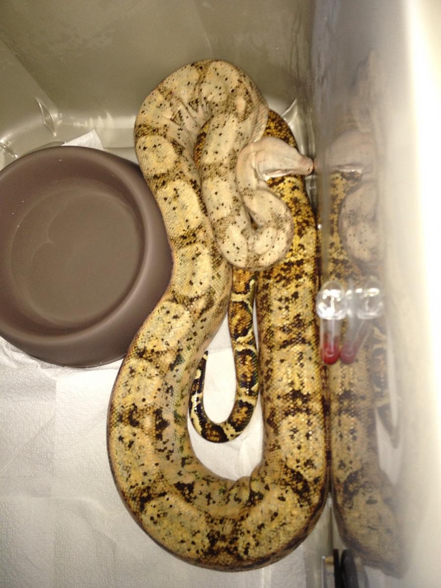 Lloyd the Hogg Island Boa