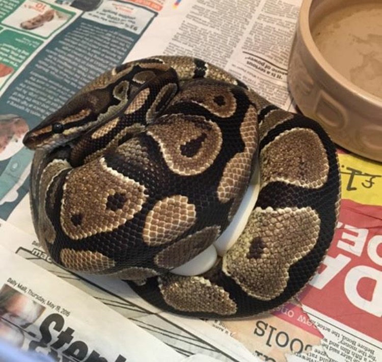 Angelica and her first clutch